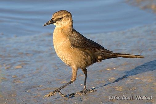 Strolling Grackle_37022.jpg - Great-tailed Grackle (Quiscalus mexicanus)Photographed along the Gulf coast near Port Lavaca, Texas, USA.